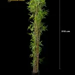 Bambu